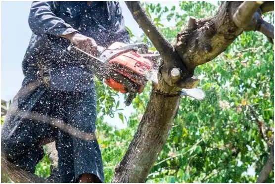 tree services Coeburn